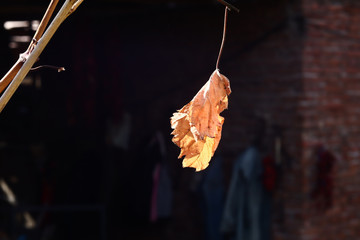 Fototapeta premium isolated single dry yellow leaf on sunny day with black background in fall