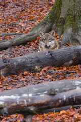 Grauwolf (Canis lupus)