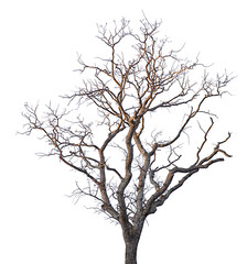 isolated bare brown tree