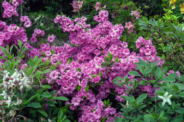 Blooming Rhododendron pink flowers in spring garden