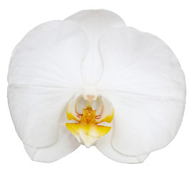 Fototapeta na wymiar Phalaenopsis amabilis isolated on white background.