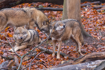 Obraz premium Grauwolf (Canis lupus)