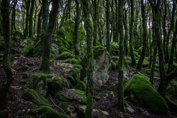 Trees and rocks covered with moss