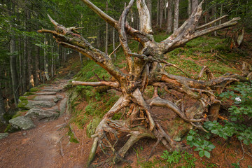 A stone-paved path climbs into a coniferous forest in the mountains.