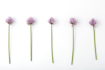 Blooming flower Allium schoenoprasum on a white background background.