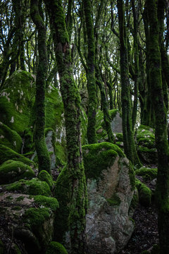 Trees and rocks covered with moss