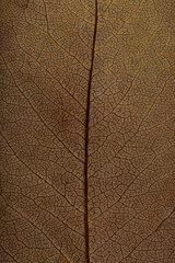 Macro texture of dry leaf plants for the background. Flat herbarium details.