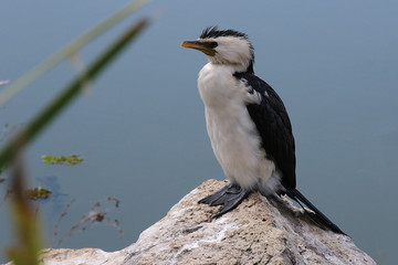 Cormorant bird sitting on the rocks
