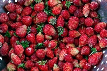 Ripe washed strawberries lies in a metal colander.