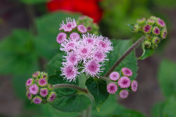 Ageratum flower in the summer garden.