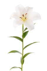 Fototapeta na wymiar Branch with bud blooming lily flower isolated on white background.