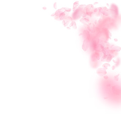 Fototapeta premium Sakura petals falling down. Romantic pink flowers 