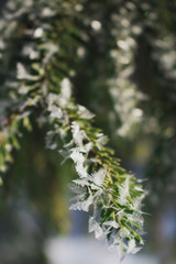Snow on needles closeup. Snowy forest closeup macro. Forest winter.  