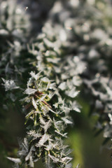 Snow on needles closeup. Snowy forest closeup macro. Forest winter.  