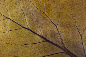 Macro texture of dry leaf plants for the background. Flat herbarium details.