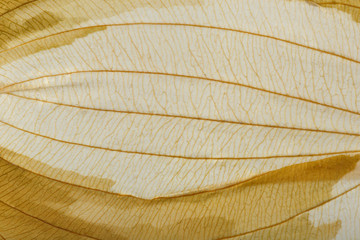 Macro texture of dry leaf plants for the background. Flat herbarium details.