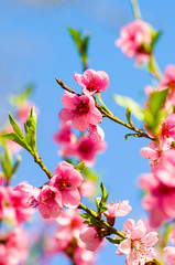 blooming apple tree in spring