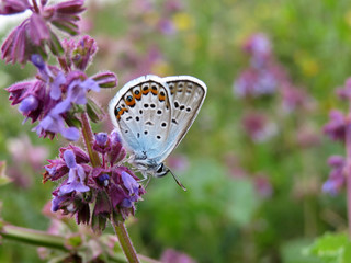 Common Blue butterfly on a sage flower close-up. Polyommatus icarus on spring meadow, beauty of nature