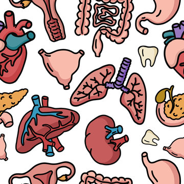 Human internal organs for surgeries and transplantation. Including heart, liver, kidney, uterus, bladder, pancreas; eye, intestines, stomach. Seamless vector pattern, medicine doodle icons.