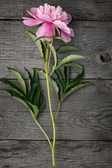 Pink blooming peony flower on the background of the old boards with texture.