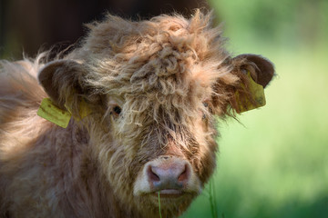 Portrait eines Kalbes vom Bos Taurus (Highland Cattle / Schottisches Hochlandrind)