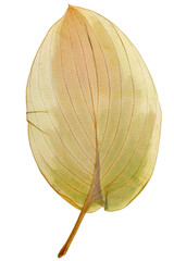 Dry leaf Hosta from herbarium isolated on white background.