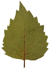 Dry leaf from herbarium isolated on white background.