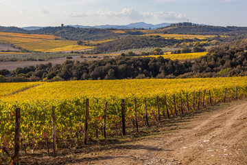 Picturesque Tuscany autumn landscape with traditional yellow vineyards, Italy