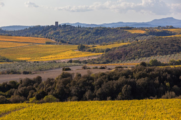 Picturesque Tuscany autumn landscape with yellow vineyards on the hills, Italy
