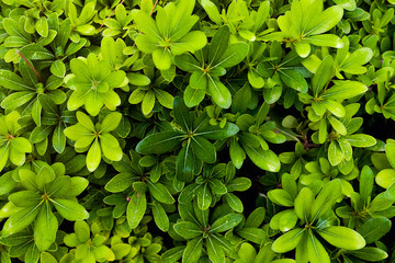 Fototapeta na wymiar melastome family. plant erythroxylaceae with juicy green leaves