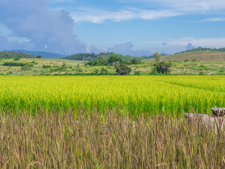 Scenic View Of Agricultural Field.