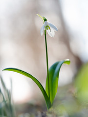 Schneeglöckchen als erste Frühlingsboten im hellen Sonnenlicht (Galanthus)