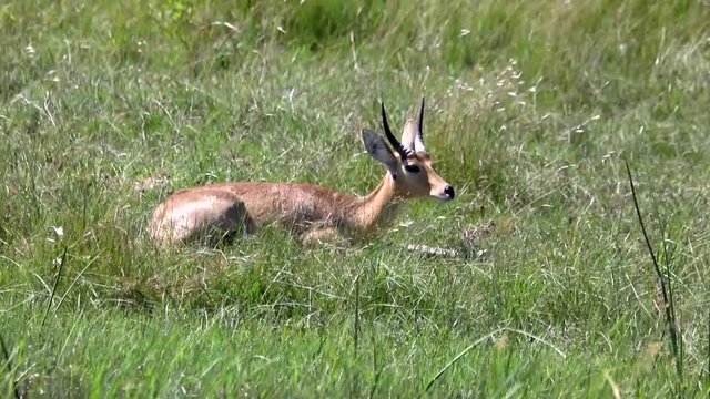 50 fps - Footage of a Southern Reedbuck male lying in the savannah grass in the north of Namibia 