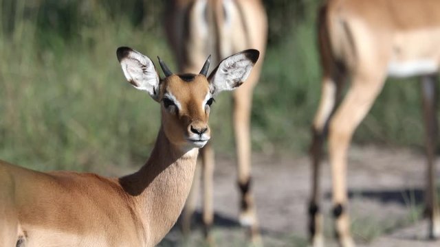 25 fps - Footage of a  Impala standing in the savannah grass in the north of Namibia 