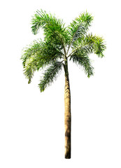 Palm trees isolated on a white background with clipping paths.Big tree for garden design.Trees from tropical forests that are popularly planted to decorate the place.