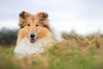 Adorable gold long haired rough collie lying at a meadow, looking to a camera - obrazy, fototapety, plakaty