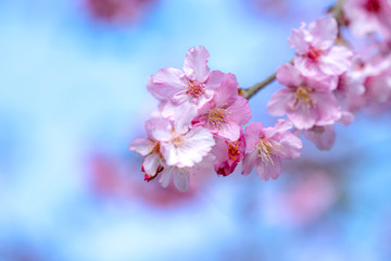 Beautiful cherry blossoms sakura tree bloom in spring over the blue sky, copy space, close up.