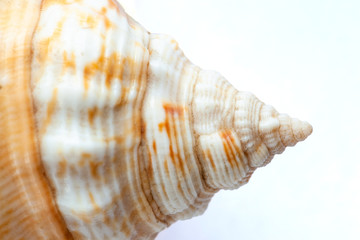 shell tip in the form of a spiral, macro, isolate