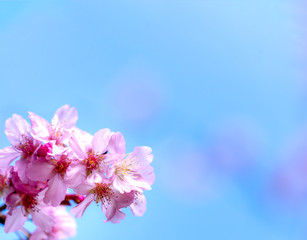 Obraz na płótnie Canvas Beautiful cherry blossoms sakura tree bloom in spring over the blue sky, copy space, close up.