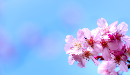 Fototapeta na wymiar Beautiful cherry blossoms sakura tree bloom in spring over the blue sky, copy space, close up.