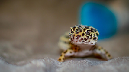 Leopard gecko lizard, close up macro. Cute Leopard gecko portrait (Eublepharis macularius).