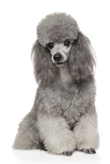 Gray Poodle on white background front view