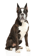 Boxer dog sits on a white background