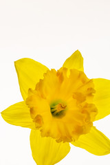 Vibrant Yellow Daffodil Isolated on White background -6