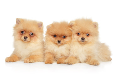 Three Spitz dog puppies on white