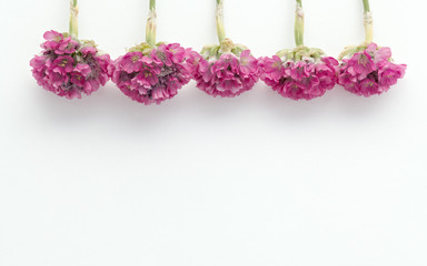 Blooming flower Armeria on a white background background.