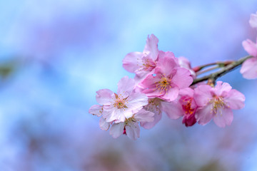Fototapeta na wymiar Beautiful cherry blossoms sakura tree bloom in spring over the blue sky, copy space, close up.