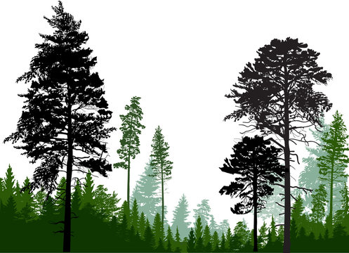 evergreen trees silhouettes in forest on white