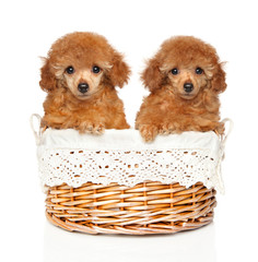 Two Toy Poodles of red color in a wicker basket