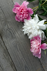 Fototapeta na wymiar A bouquet of pink and white blooming peony flower on the background of the old boards with texture.